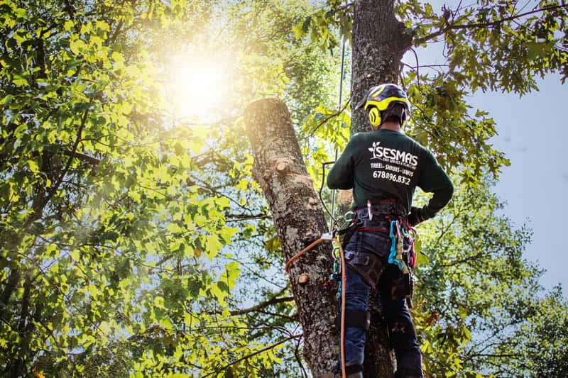 Sesmas Tree Service team portrait
