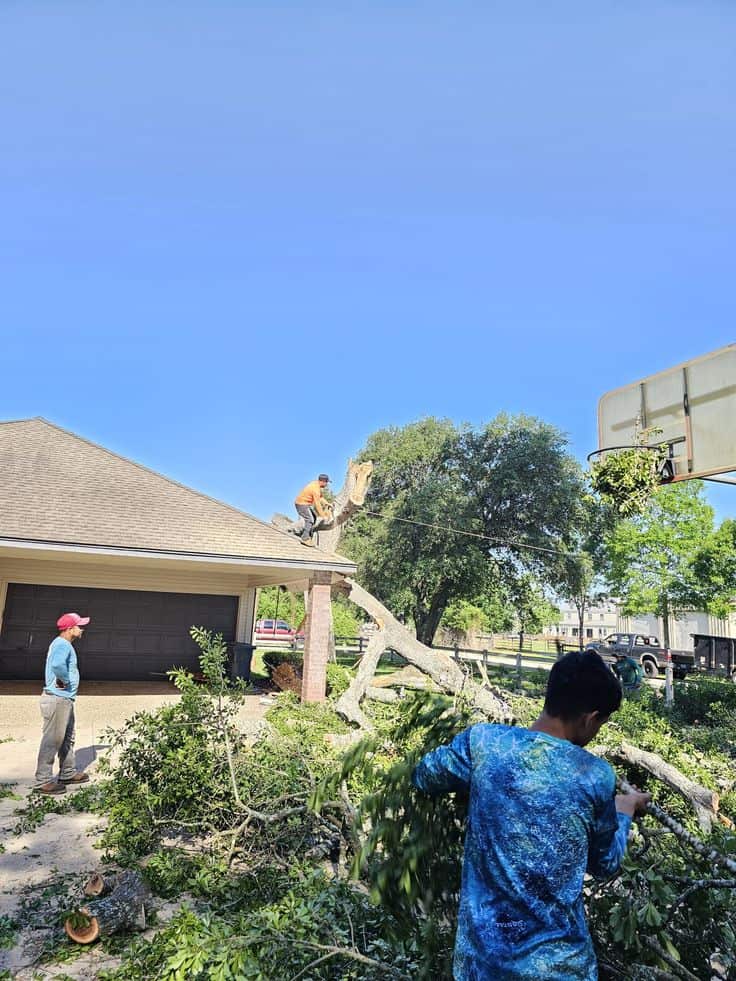 Sesmas Tree Service crew at work
