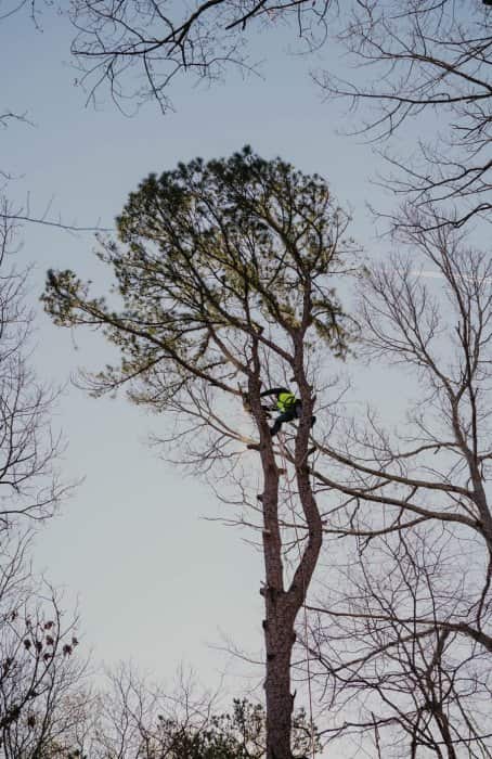 Completed tree service work by Sesmas Tree Service