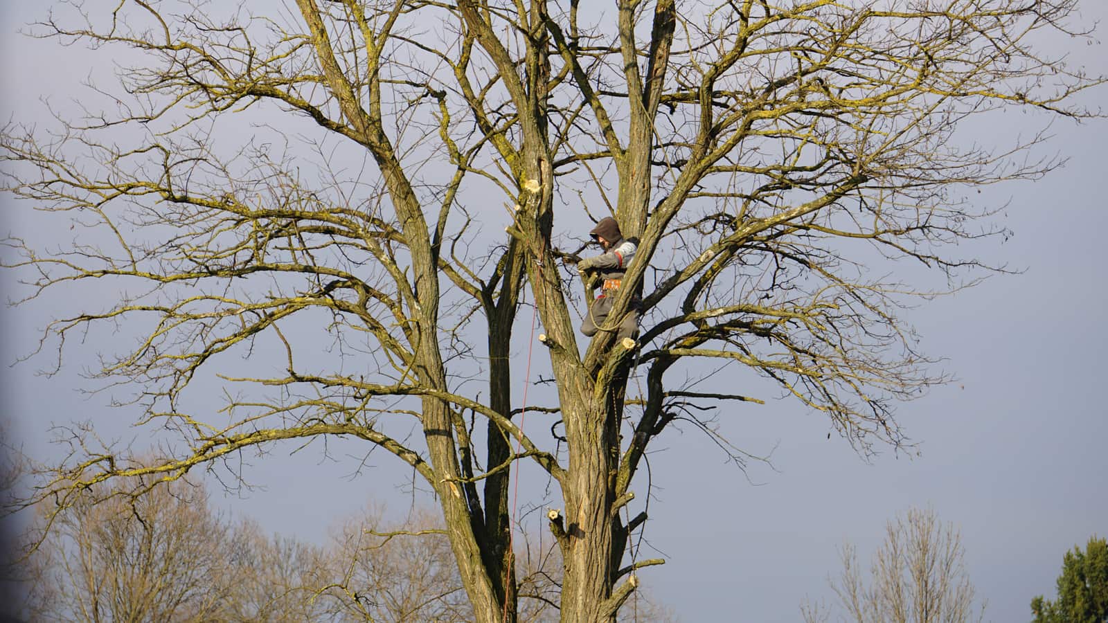 Arborist Services