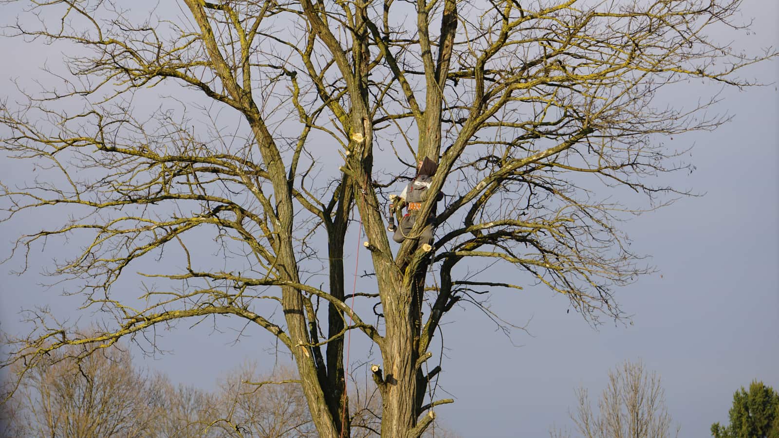 Crane-Assisted Tree Removal