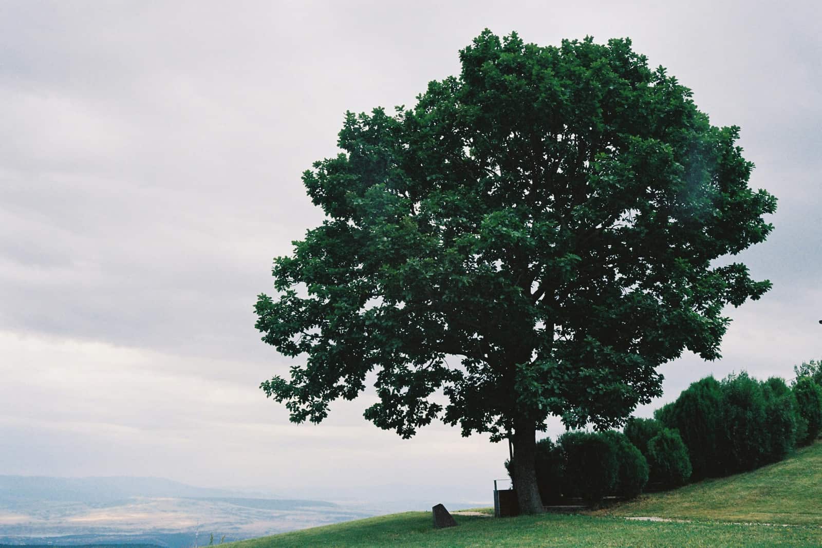 Tree Risk Assessment